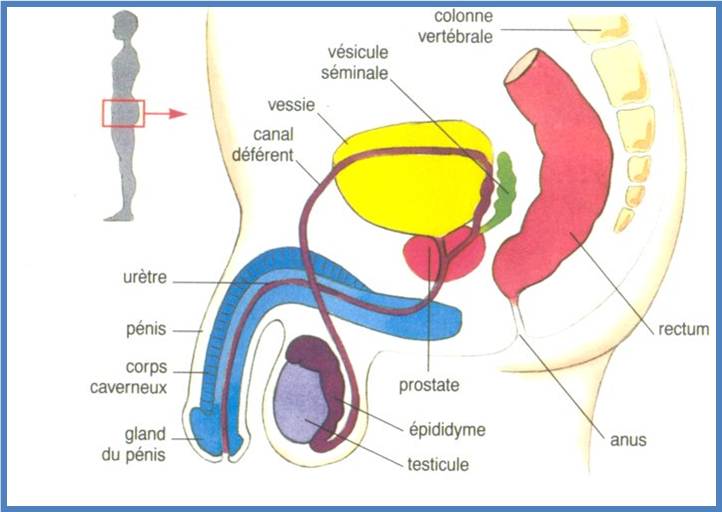 Resultats Curietherapie Prostate