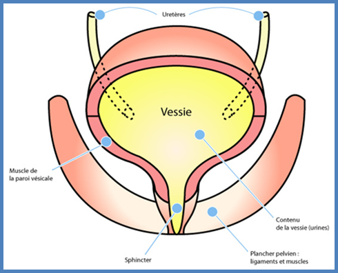 Cabinet D Urologie L incontinence Urinaire Cabinet D Urologie L incontinence Urinaire