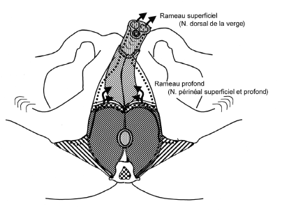 Schema nerf pudendal